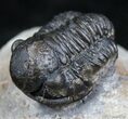 Extra Large Gerastos Trilobite - / Inches #2513-2